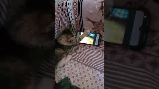 КОТЁНОК 🐱 МАШМАШ 👍👍👍👍🌏(2)