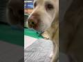 最近天気悪いから保育園休んで会社に出勤してるよ🐶✨✨お薬も上手に食べれるの🥺✨✨❤️#保護犬 #大型犬のいる生活 #ラブラドールレトリバー #愛犬 #多頭飼い #dog #labrador