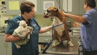 Humane Society Works To Rescue Thousands Of Animals In Texas