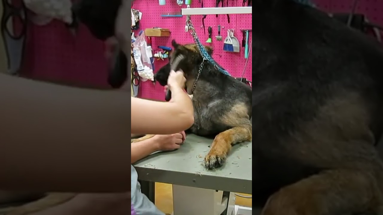 Others Refused to Shave this Mean German Shepherd