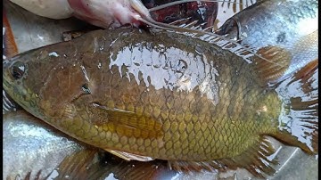 Thăm lưới Cá rô đồng mùa nước nổi Củ Chi