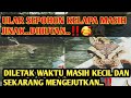ULAR BESAR SEPOHON KELAPA ..VIRAL..‼MASIH JINAK DILEPAS DARI KECIL SAMPAI BESAR DIHUTAN..#VIRAL#FYP