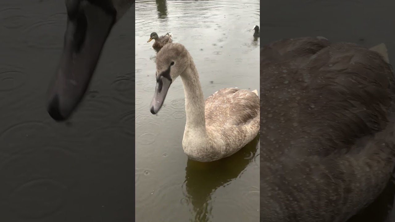 “Two cygnets & dad linger in shallow Long Water in rain, young crow calls from ashore 🦢🌧️🐦 (Part 4)”