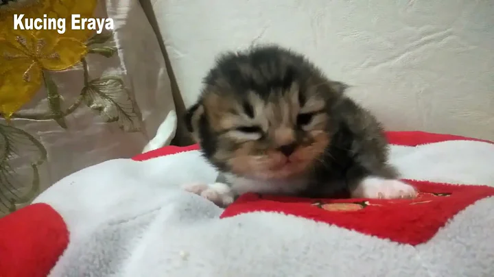 Watch the video about Persian kitten is very sleepy - Anak kucing persia ngantuk berat #cat #kitten