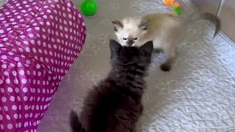 Video 6118361: cutest siamese kitten, siamese kitten playing