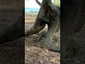Komodo Dragons Fight For Female 😱😱😱 #animals #shorts #subscribe
