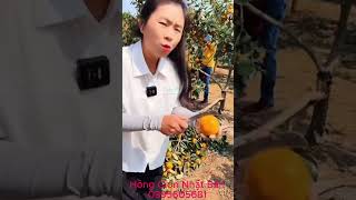 Hồng Giòn Không Hạt Nhật Bản Hồng Fuyu - Hồng Giòn Nhật