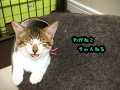 わがねこチャンネル のライブ ストリーム