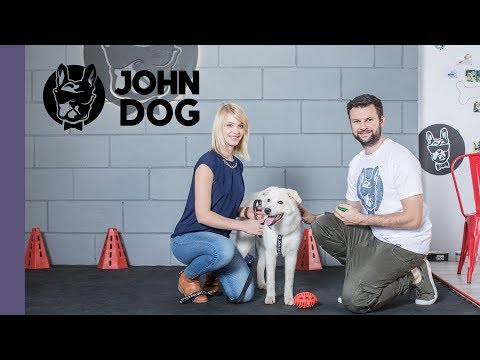 Wideo: Dlaczego psy są tak lojalne wobec ludzi?