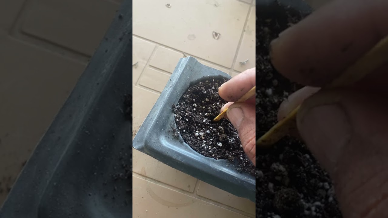 İZMİR ŞARMAŞIĞI(selluka) aşama aşama tohum çimlendirmeyle ilgili bilinmesi gereken teknikler