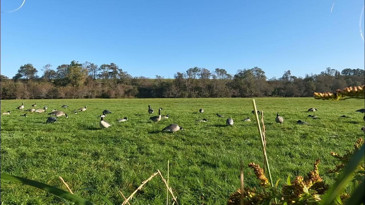 Nova scotia goose hunting. Grass field YouTube