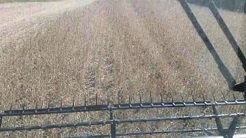 9250 Dynaflex in beans at 5 mph