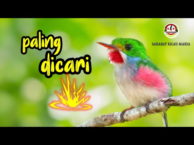 suara burung kecil paling dicari untuk isian, Murai batu, Kacer, kenari, pleci, cendet, cucak ijo class=