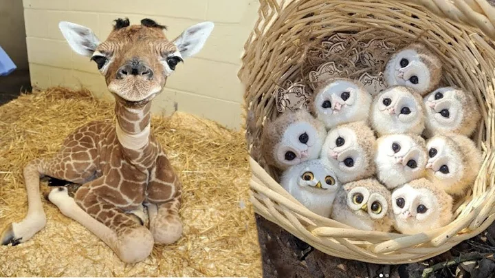 AWW Animals SOO Cute! Cute baby animals Videos Compilation cute moment of the animals #19 thumbnail