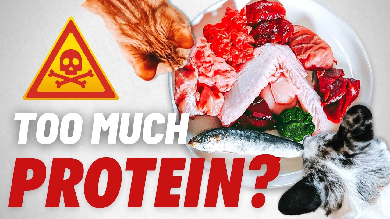 Is The Raw Diet Too High In Protein?