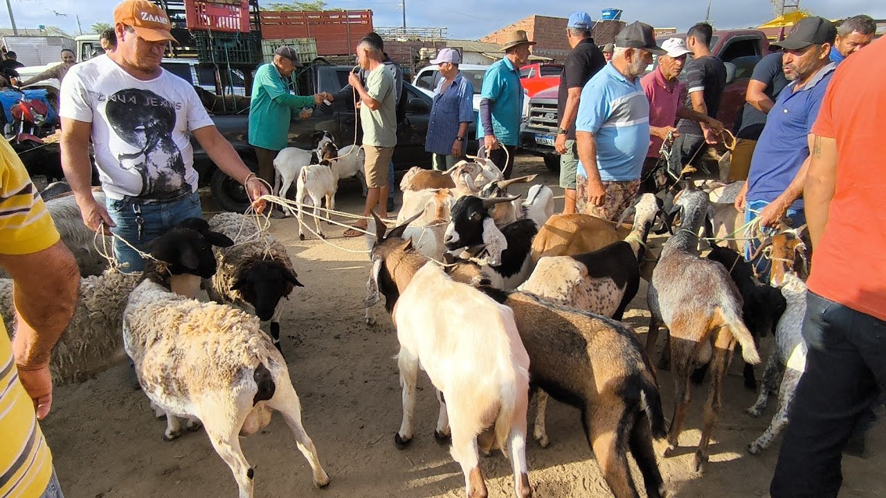 FEIRA DO BODE OVELHA CABRAS DE CAMPINA GRANDE-PB QUARTA FEIRA 