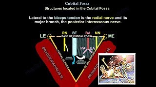 Cubital Fossa, Popliteal Fossa, Femoral Triangle - Everything You Need To Know - Dr. Nabil Ebraheim
