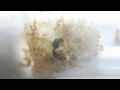Выбор новичка: Lasius niger и Solenopsis fugax. Садовый муравей и муравей вор