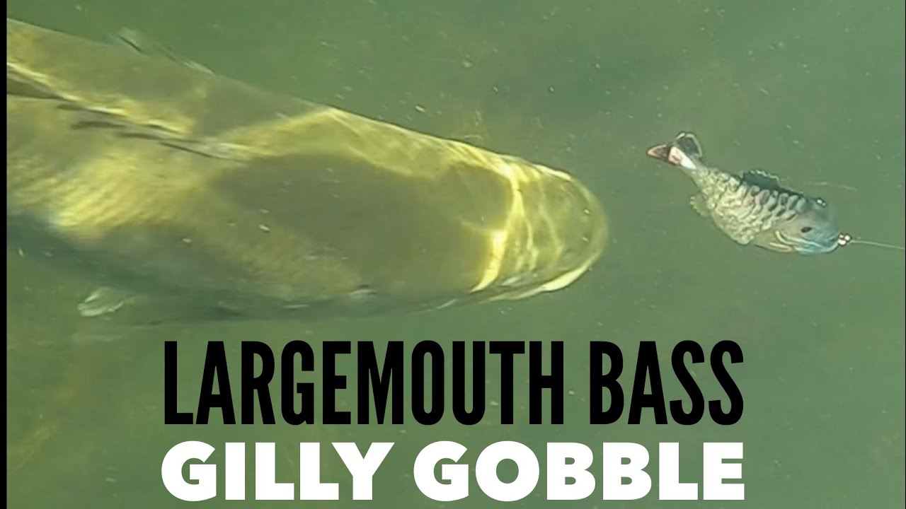 Largemouth Bass Gilly Gobble #shorts 