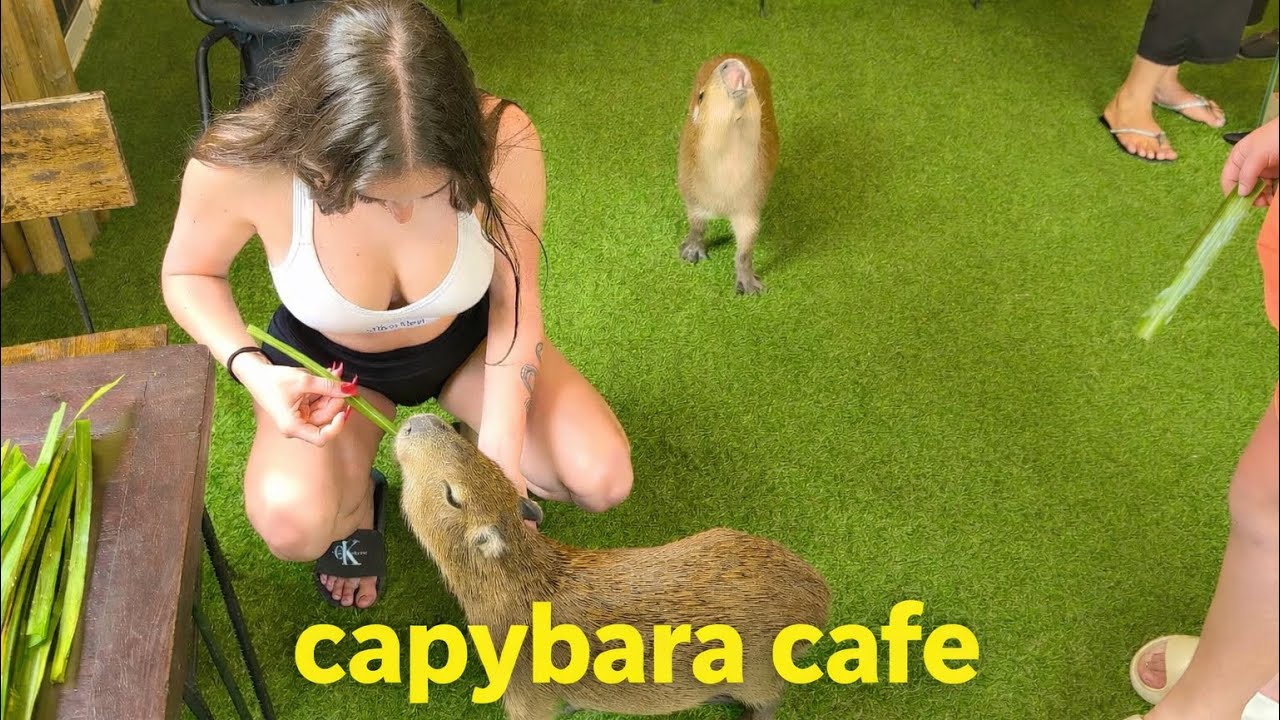Kapybary v kaviarni v Thajsku 🐾☕ Toto musíš vidieť!