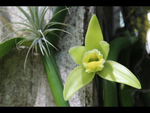 Орхидея Ваниль В Цвету!