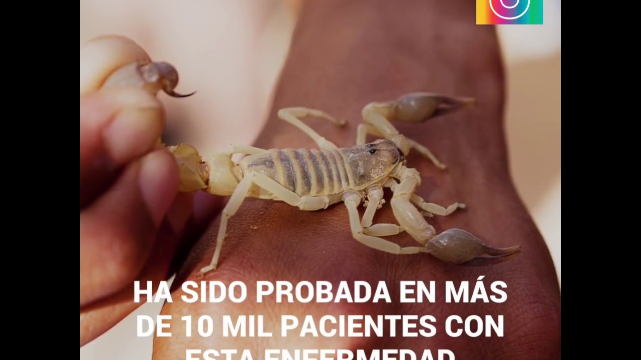 Veneno de escorpión YouTube