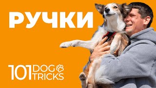Команда Ручки 🐩 Научить собаку прыгать на руки хозяина по команде 🐾 Обучить запрыгивать с человека 🐶