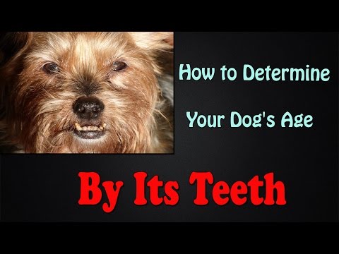 How to Determine Your Dog's Age By It's Teeth