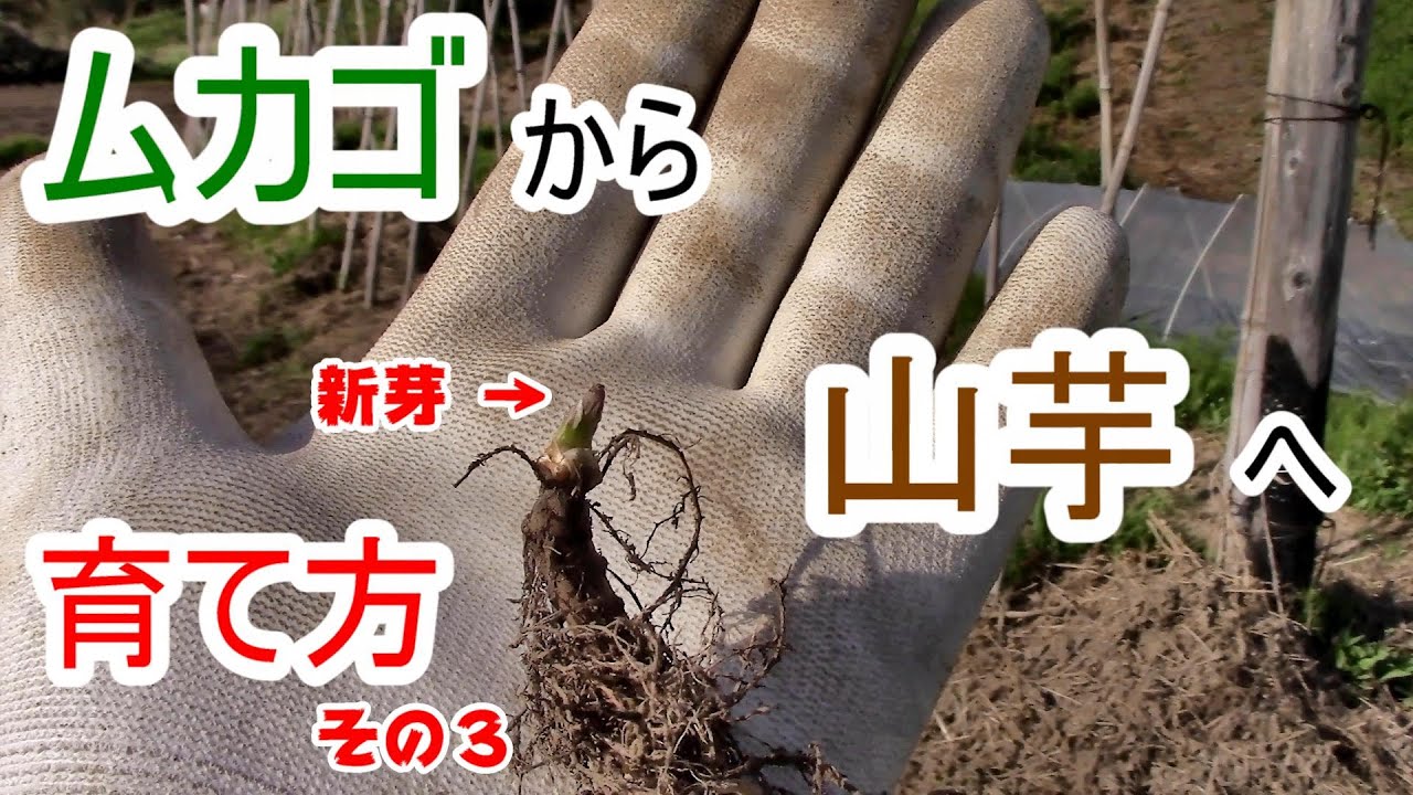 ムカゴから山芋 育て方 #３ 種芋定植 2023.4.23