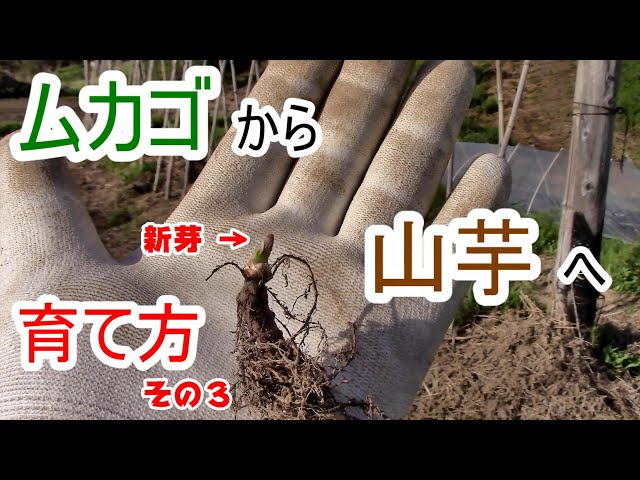 自然薯　種芋（むかごから栽培した1本芋） sddefault.jpg