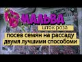 Мальва (шток роза). Посев семян на рассаду двумя лучшими способами.