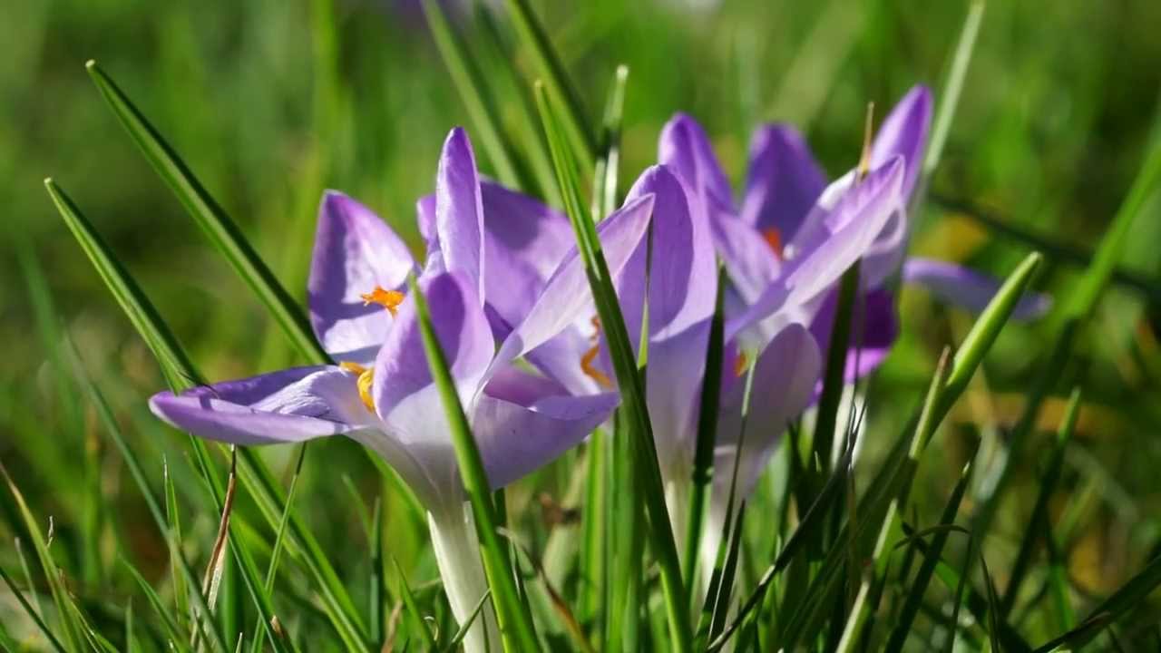 Krokusse und Schneeglöckchen YouTube