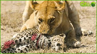 OMG! Tragic Moment When Lion Punishes Leopard When Leopard Attacks Lion Cub | Fighting Animals