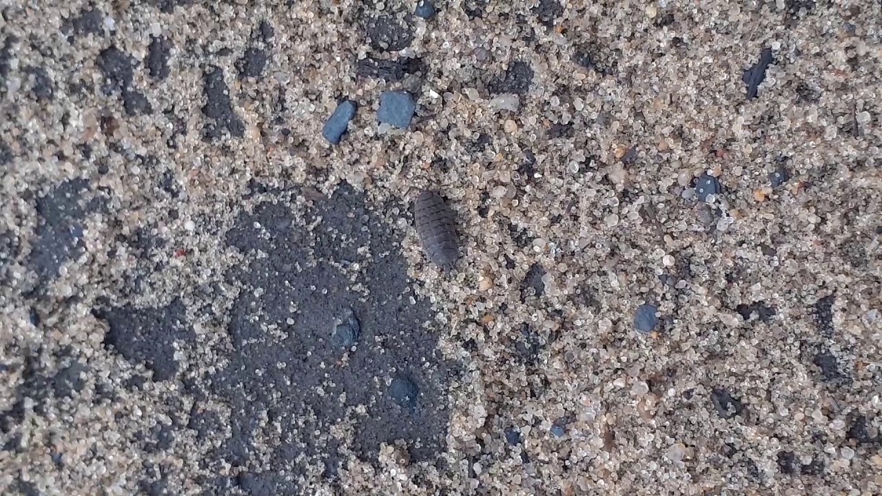 Жук мокрица серия325 - YouTube