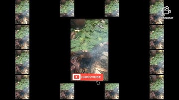 lagu kamoro sedih terbaru potowai buru 2023