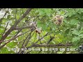 왕탱이의 최후는?