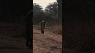 Hyena on the move wildafrica africanwildlife animals wildlife animal nature