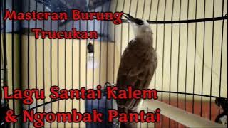 Masteran Burung Trucukan | Lagu Santai, Kalem & Ngombak