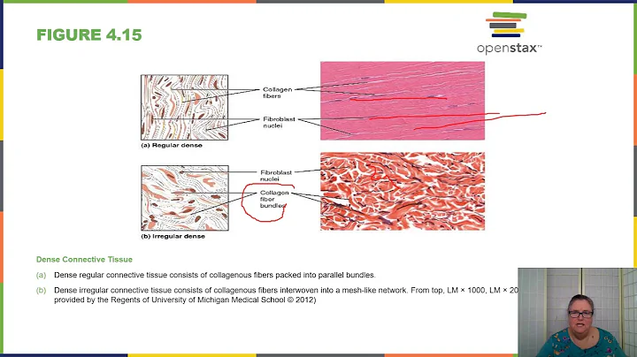 Tissues mini lecture A