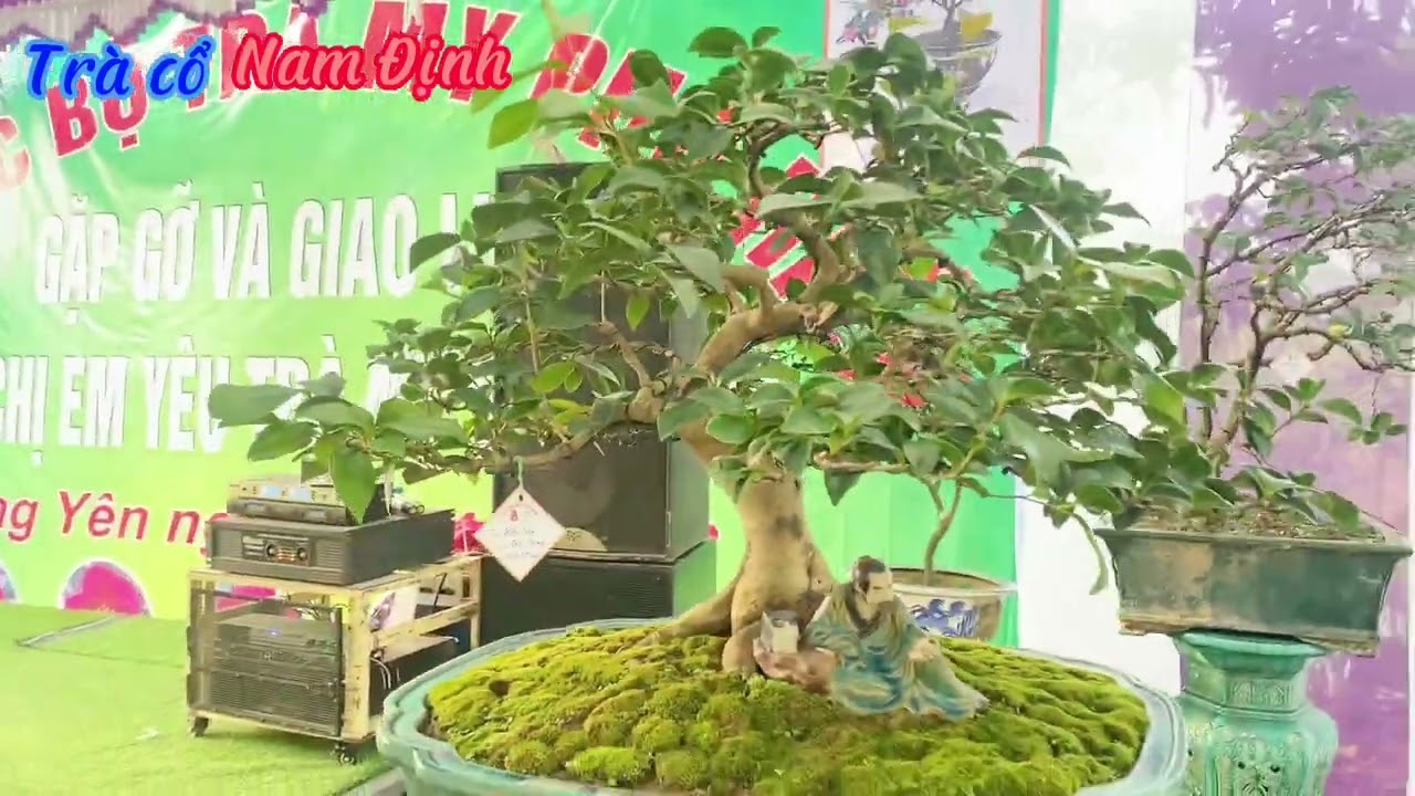 TRIỂN LÃM TRÀ MY CHÀO MỪNG CLB TRÀ MY PHỐ HIỀN THÀNH LẬP