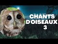 Chants d oiseaux  leon  3  les chouettes chouette oiseaux