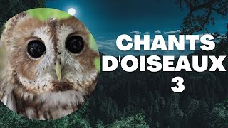 CHANTS D' OISEAUX : LEÇON  3  LES CHOUETTES #chouette #oiseaux