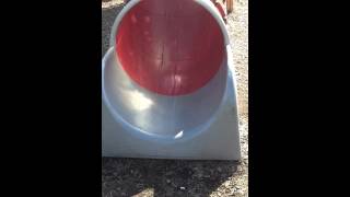 Harley The Staffy Pup At The Park