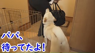 大好きなパパが帰って興奮した柴犬の愛情表現が可愛い過ぎました！