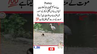 Look How Lovingly Allah Helped The Animal