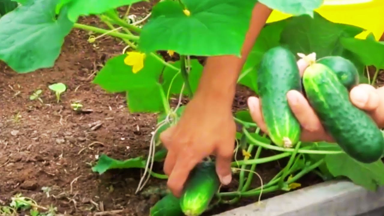 УВАГА!!!ЦЕ САМЕ ТЕ ЩО ВИ ШУКАЛИ! Повна інструкція по вирощуваню огірків