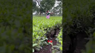 Cha bagan 🌱😘