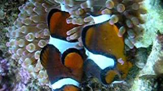 Mated Pair of Percula Clownfish Spawning