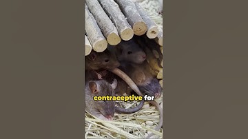 The ONLY Way To Solve New York