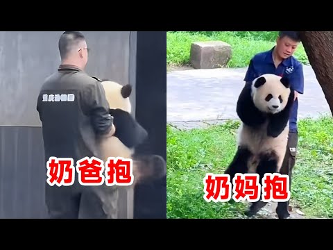 小熊猫渝爱被奶爸抱时僵硬抗拒，脚趾头都在挣扎！被奶妈抱就柔软又放松【小伊闲谈】